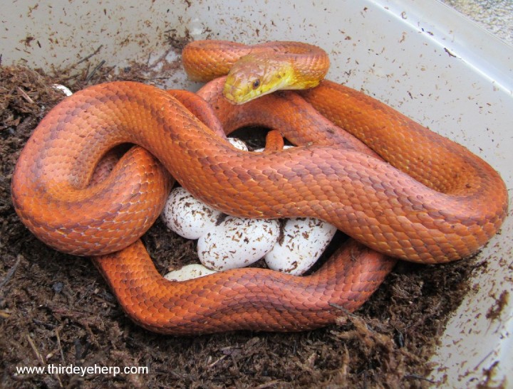 Everglades Rat Snake